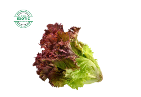 Red Romaine Lettuce